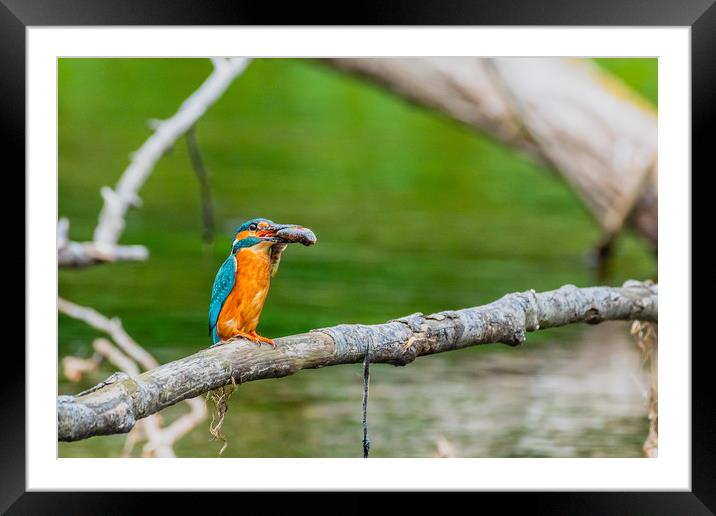 Kingfisher Framed Mounted Print by David Martin