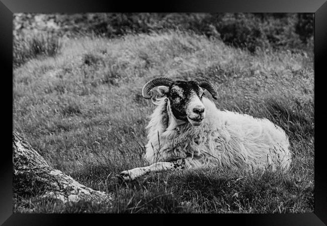 Scottish Sheep Framed Print by David Martin