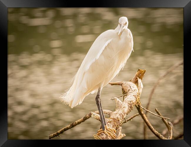  Little Egret 1 Framed Print by David Martin