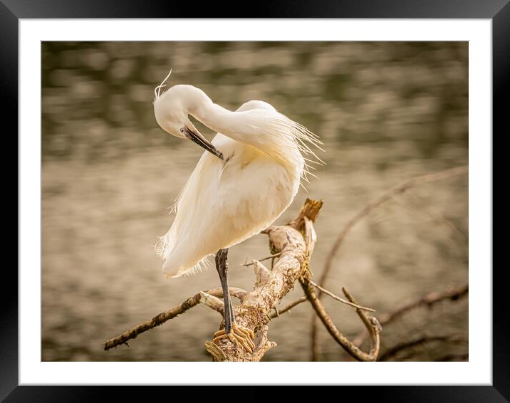 Little Egret 5 Framed Mounted Print by David Martin