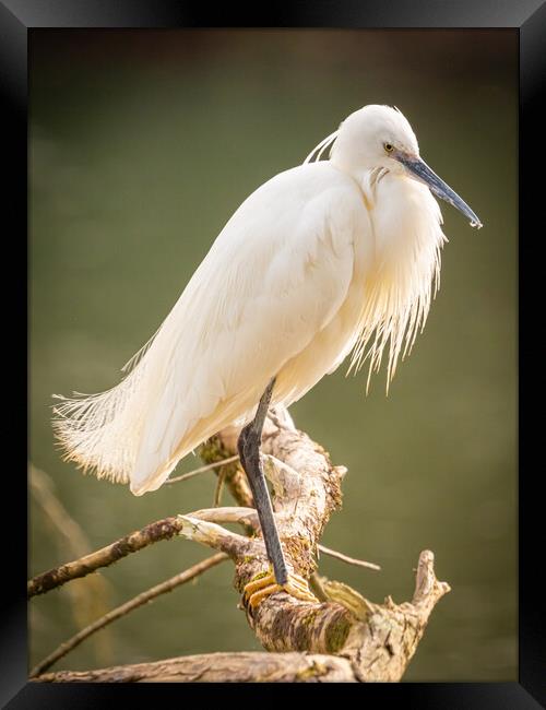 Little Egret 3 Framed Print by David Martin