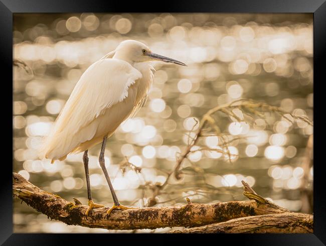 Little Egret 1 Framed Print by David Martin