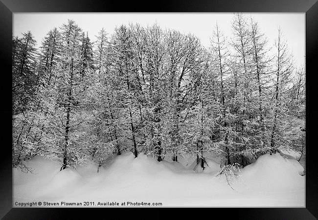 Trees in snow Framed Print by Steven Plowman