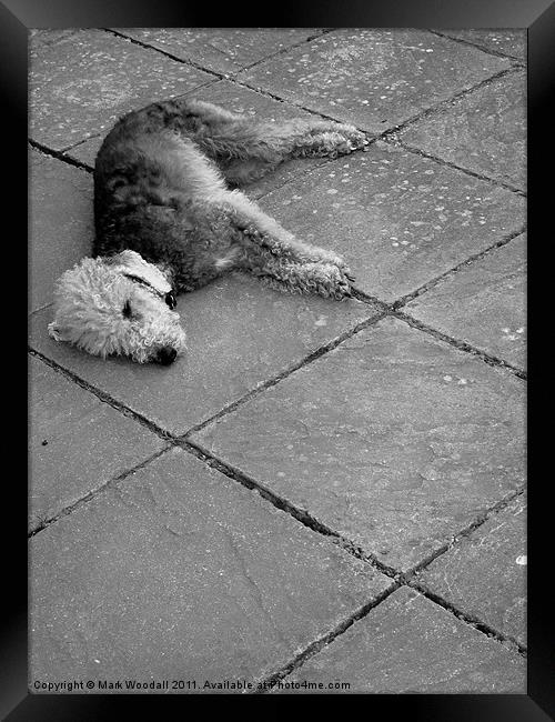 Lazy Bedlington Terrier Framed Print by Mark Woodall