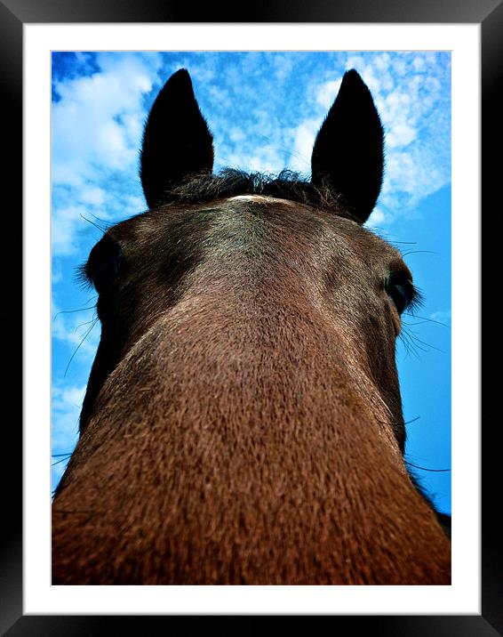 Horsing Around... Framed Mounted Print by Mark Woodall