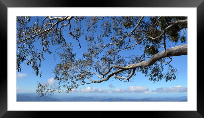 Branching Out Framed Mounted Print by Hugh Fathers