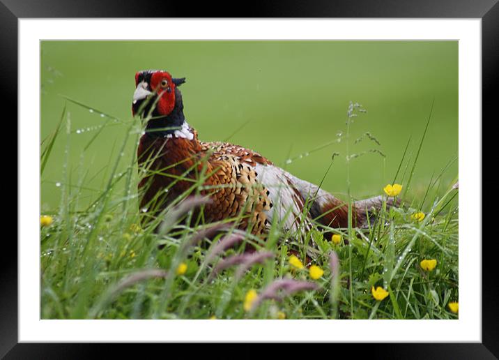 Ring neck pheasant Framed Mounted Print by tom williams