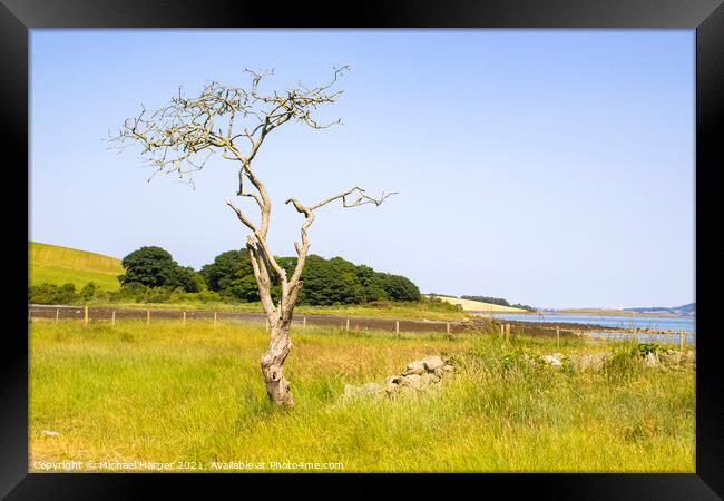  Dead Common Hawthorn tree Crataegus Monogyna  Framed Print by Michael Harper