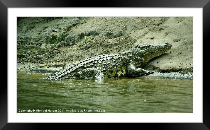 Sleeping Crocodile Framed Mounted Print by Michael Harper