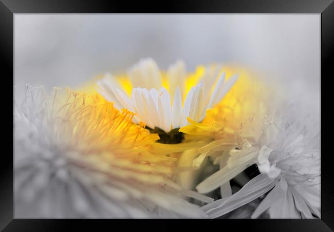 Flower PD Framed Print by Pratik Darji