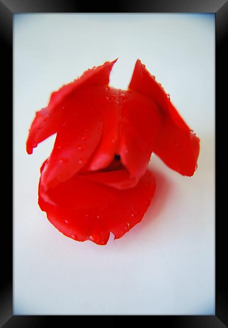 Red Rose PD Framed Print by Pratik Darji