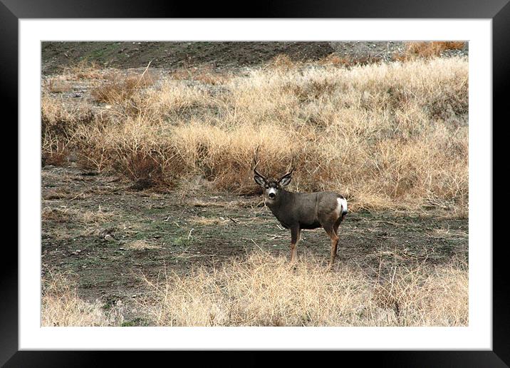 5 point Mule Deer Framed Mounted Print by Larry Stolle