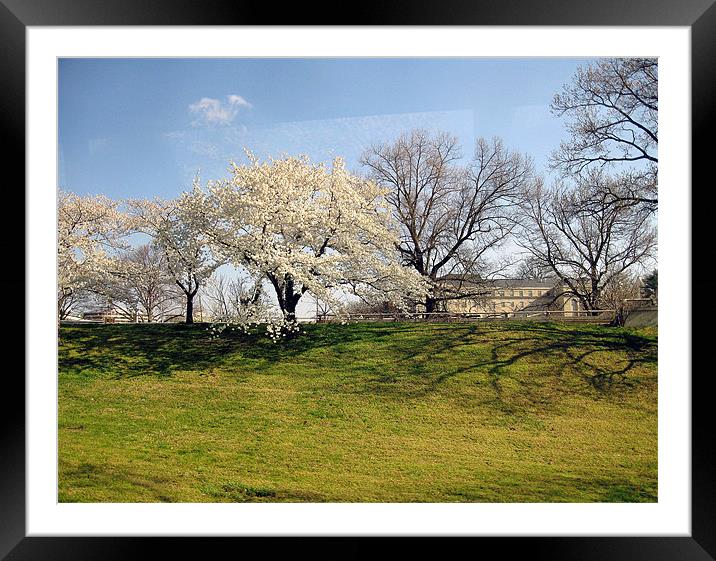 Cherry Blossom Tree Framed Mounted Print by Larry Stolle