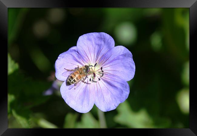 Bee on flower Framed Print by Larry Stolle