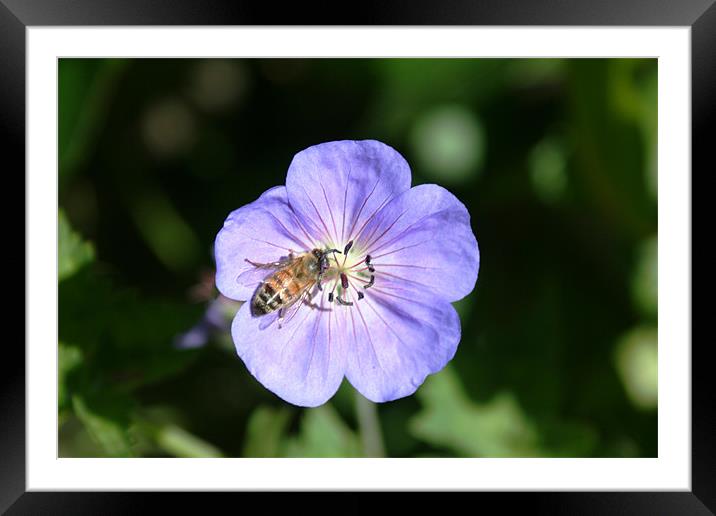 Bee on flower Framed Mounted Print by Larry Stolle