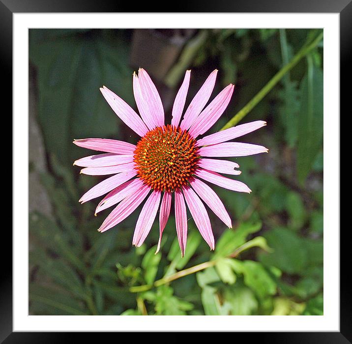 Echinacea purpurea Flower Framed Mounted Print by Larry Stolle