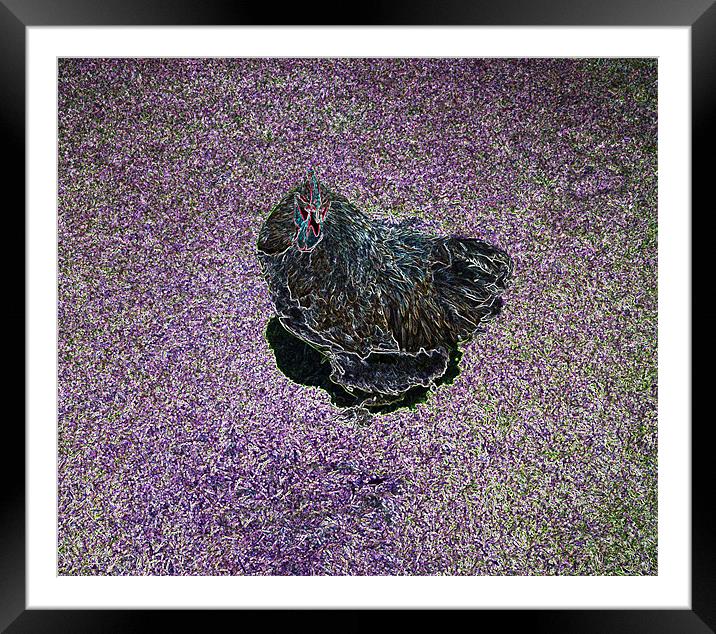 Purple Chicken Framed Mounted Print by Larry Stolle