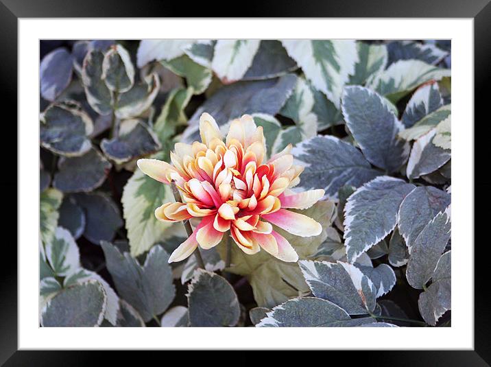 Summer Flowers Framed Mounted Print by Larry Stolle