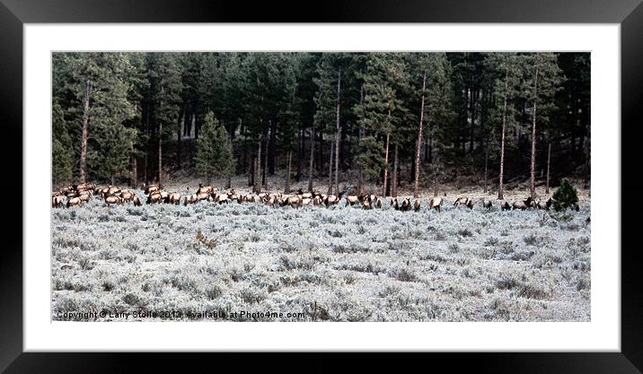Elk in Montana Framed Mounted Print by Larry Stolle