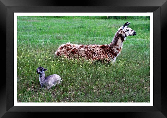 Mother and Baby llama Framed Print by Larry Stolle