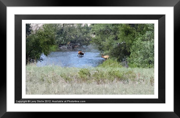 Elk in the River Framed Mounted Print by Larry Stolle