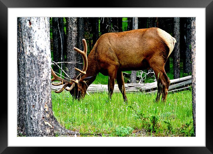 Yellowstone Park Elk Framed Mounted Print by Larry Stolle