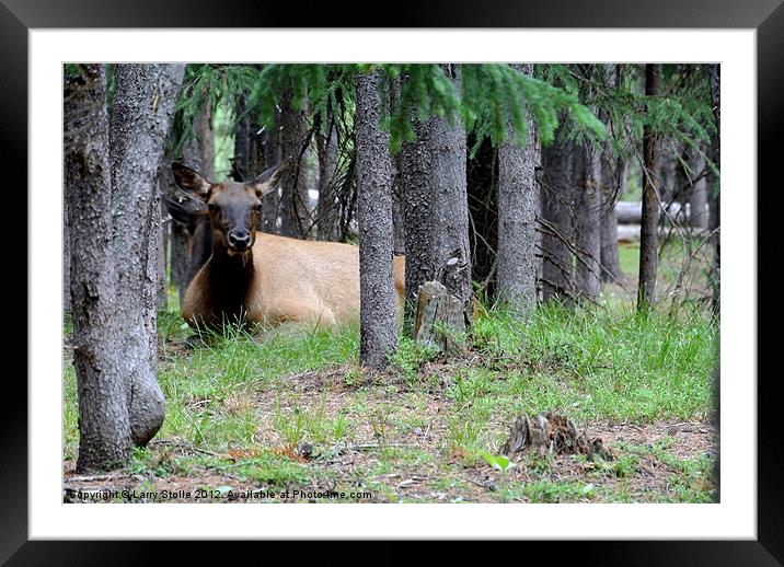 Yellowstone Park Cow Elk Framed Mounted Print by Larry Stolle
