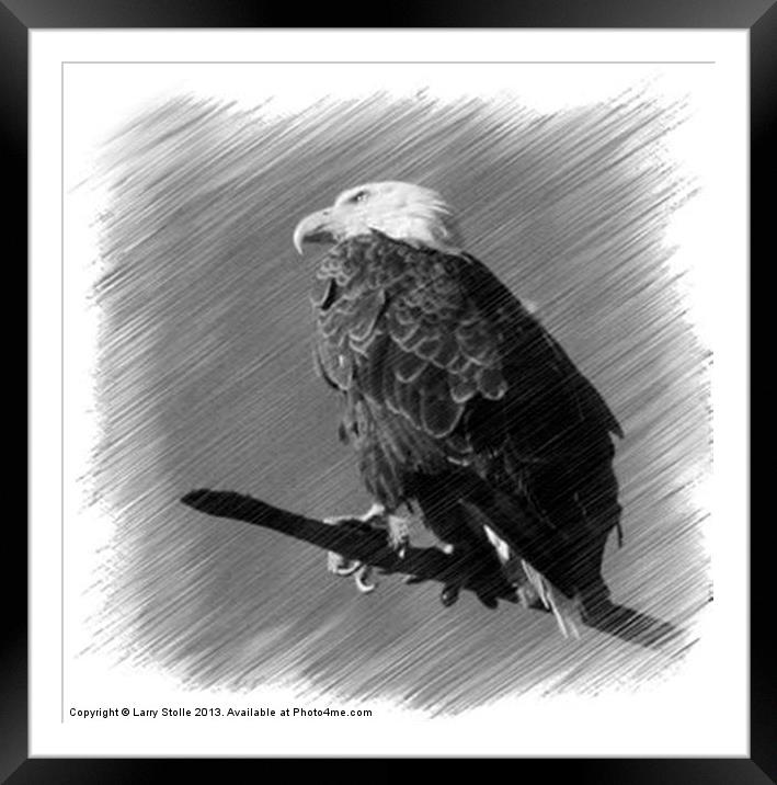 Eagle Framed Mounted Print by Larry Stolle