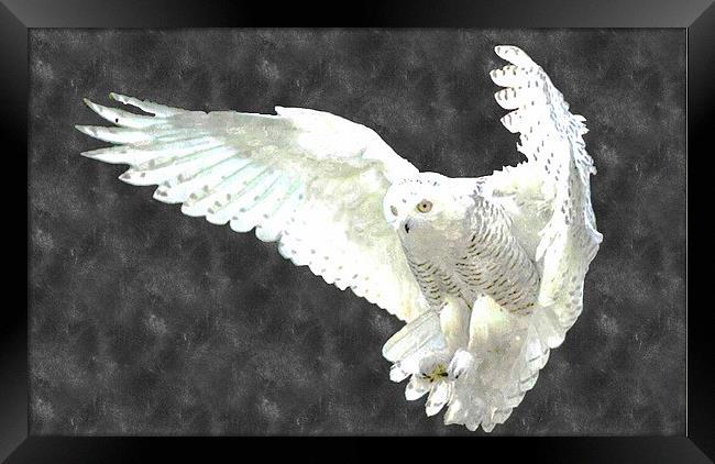 White Owl Framed Print by Larry Stolle