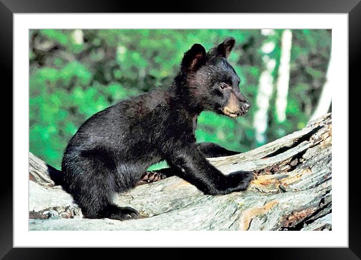 Cub Bear in Montana Framed Mounted Print by Larry Stolle