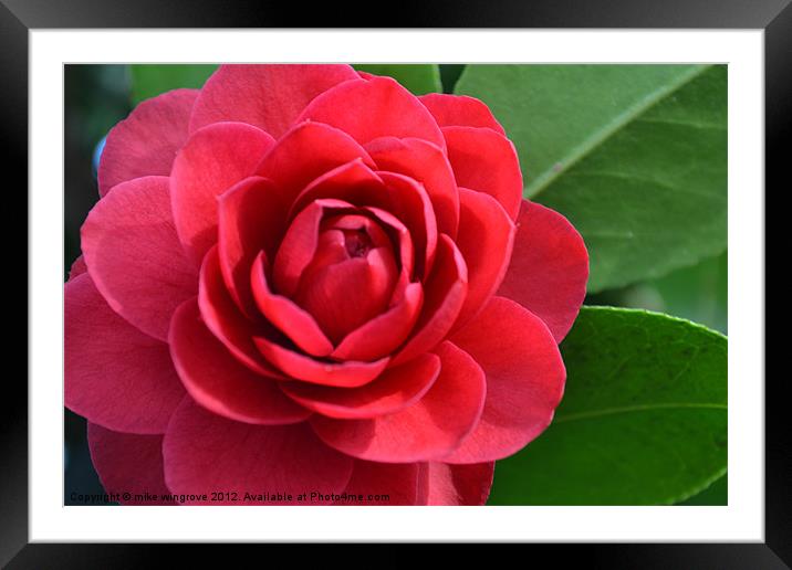 Full Bloom Framed Mounted Print by mike wingrove