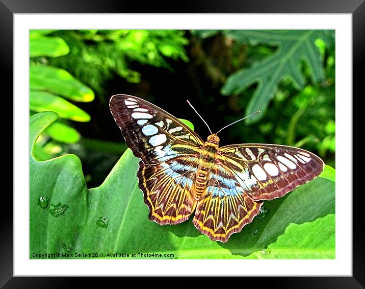 Butterfly on Green Leaf Framed Mounted Print by Mark Sellers