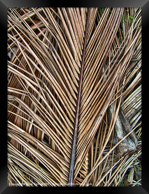 Fallen Palm Fronds Framed Print by Mark Sellers
