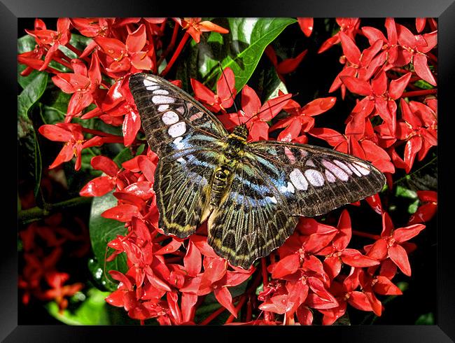 Butterfly of Red Flowers Framed Print by Mark Sellers