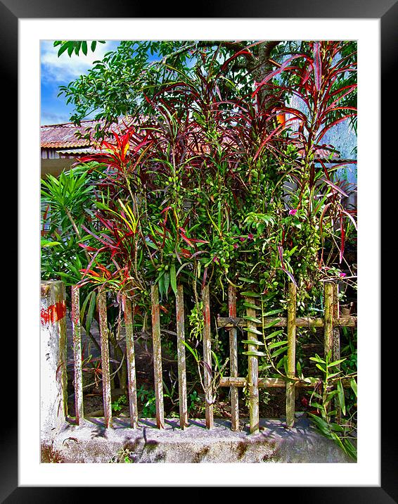 Plants in a Yard Framed Mounted Print by Mark Sellers