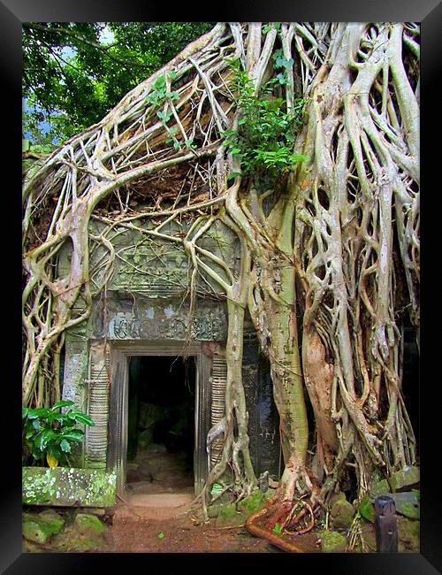 Te Prohm Temple Tree Overgrowth 3 Framed Print by Mark Sellers