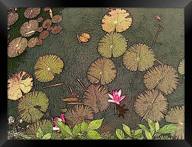 Lotus Pond Framed Print by Mark Sellers
