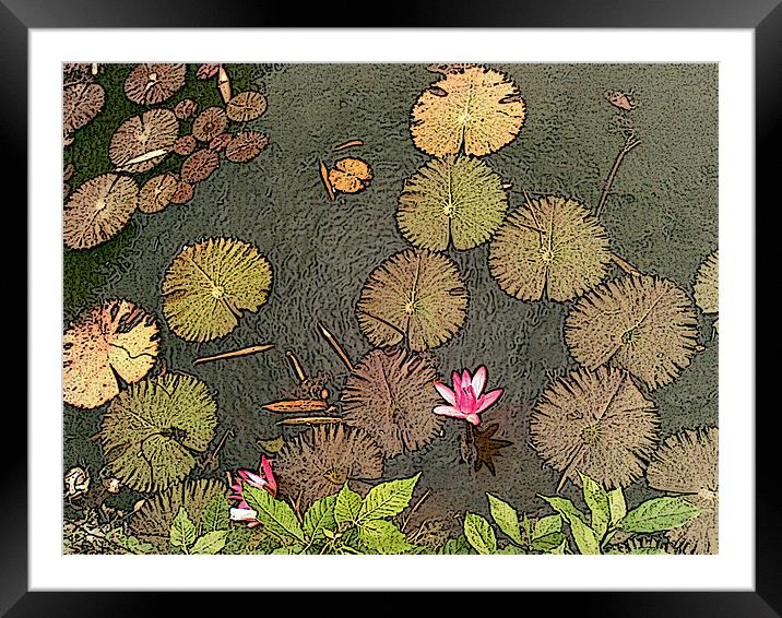 Lotus Pond Framed Mounted Print by Mark Sellers