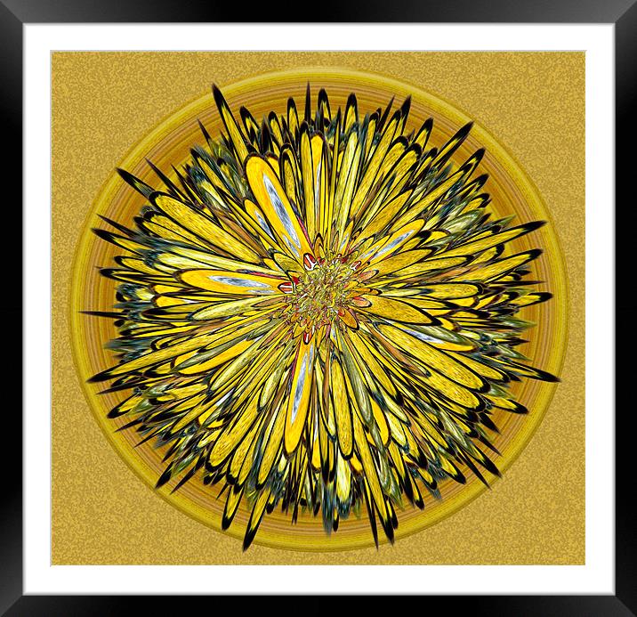 Billy Jean - Floral Disk Framed Mounted Print by Mark Sellers
