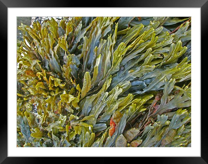 Kelp on a Rock Framed Mounted Print by Mark Sellers