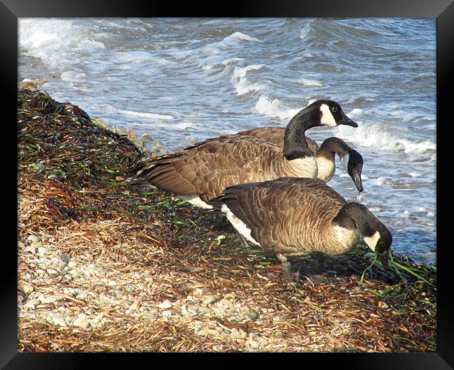 Cape Cod Beachcombers (1) Framed Print by Mark Sellers