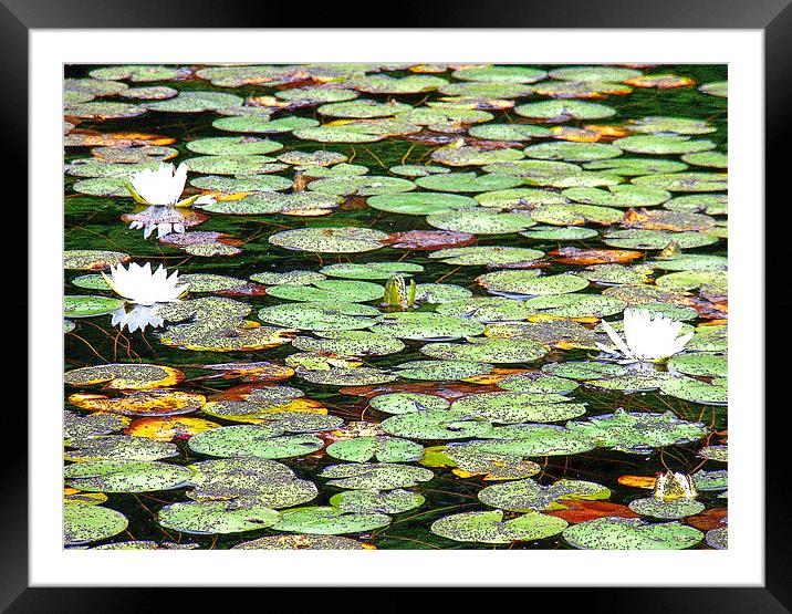 Lily Pad Garden Framed Mounted Print by Mark Sellers