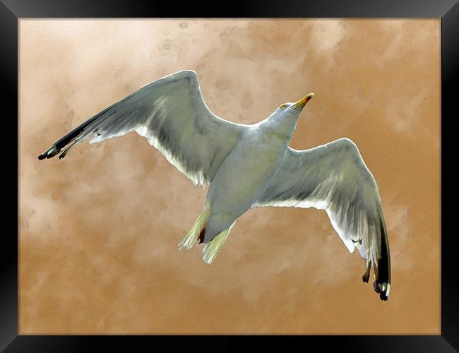 Seagull in Flight (1) Framed Print by Mark Sellers