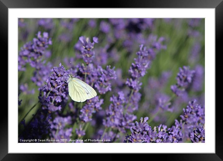Butterfly on Lavender Framed Mounted Print by Sean Foreman