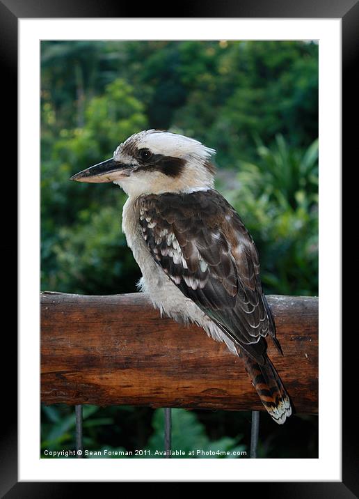 kookaburra rests after fishing Framed Mounted Print by Sean Foreman