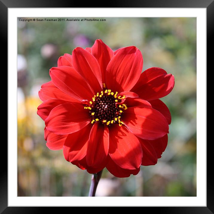Red Flower Framed Mounted Print by Sean Foreman