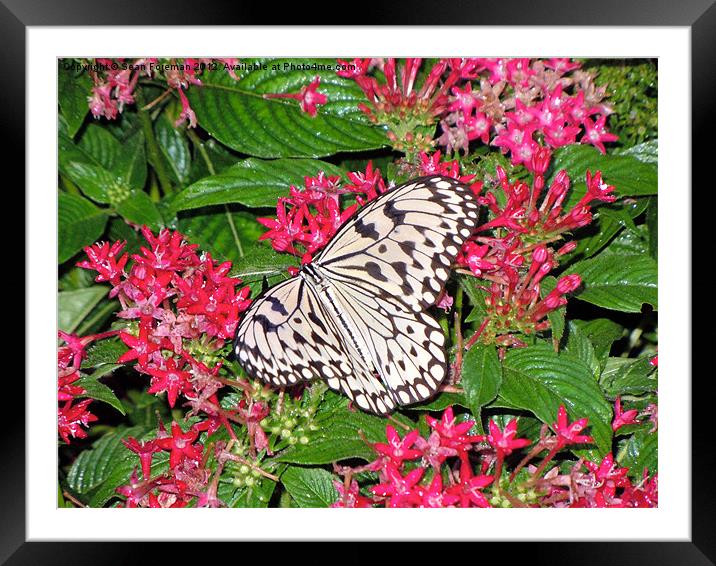 Butterfly on Pink Flowers Framed Mounted Print by Sean Foreman