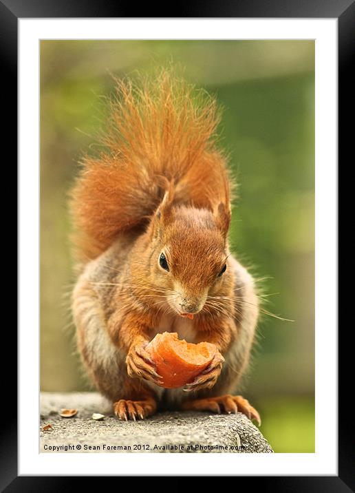 Red Squirrel Framed Mounted Print by Sean Foreman