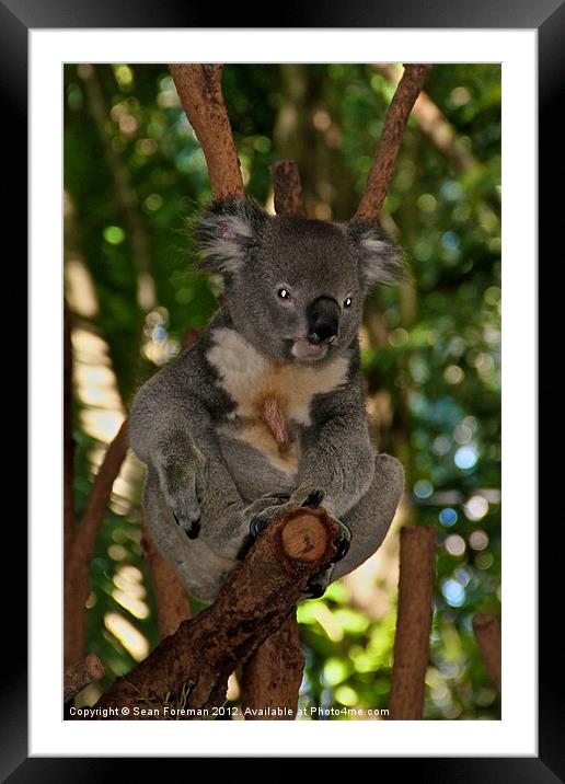 Koala Framed Mounted Print by Sean Foreman