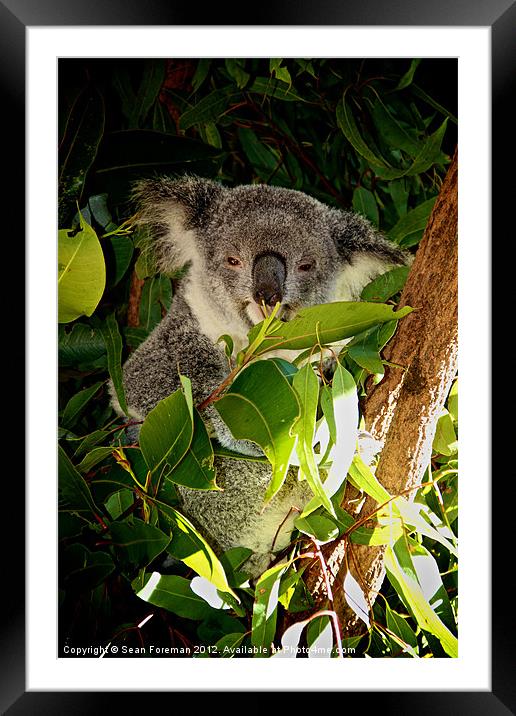 Koala Lunch Framed Mounted Print by Sean Foreman